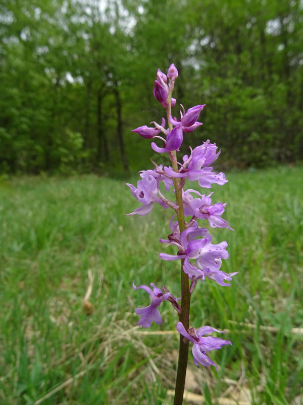 Orchis mascula subsp. speciosa